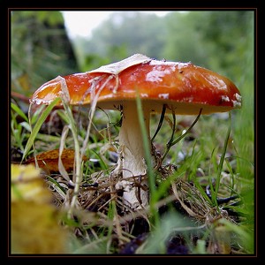 Milovské houby